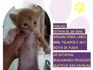 Gato raça SRD-ViraLata idade 2 a 6 meses nome Garfield