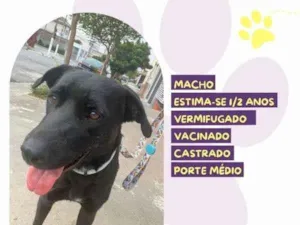 Cachorro raça SRD-ViraLata idade 1 ano nome Robson