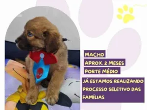 Cachorro raça SRD-ViraLata idade 2 a 6 meses nome Linus Van Pelt