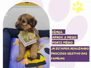 Cachorro raça SRD-ViraLata idade 2 a 6 meses nome Lucy Van Pelt