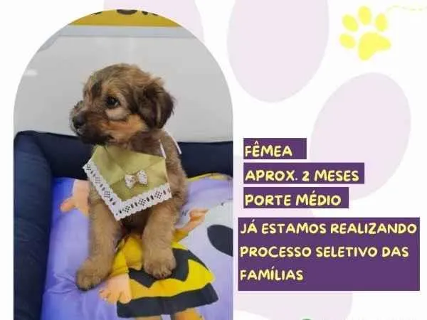 Cachorro ra a SRD-ViraLata idade 2 a 6 meses nome Lucy Van Pelt