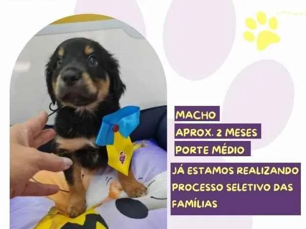 Cachorro ra a SRD-ViraLata idade 2 a 6 meses nome Charlie Brown