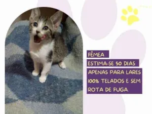 Gato raça SRD-ViraLata idade 2 a 6 meses nome Azeitona