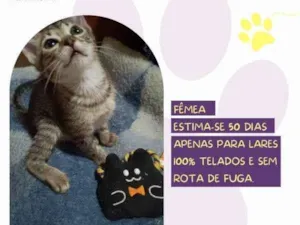 Gato raça SRD-ViraLata idade 2 a 6 meses nome Berinjela