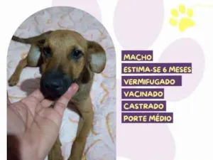 Cachorro raça SRD-ViraLata idade 1 ano nome Gustavo