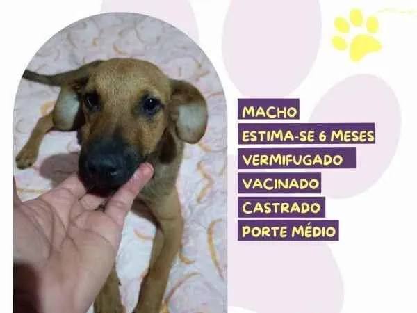 Cachorro ra a SRD-ViraLata idade 1 ano nome Gustavo