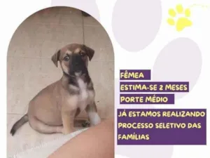 Cachorro raça SRD-ViraLata idade 2 a 6 meses nome Moana