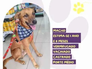 Cachorro raça SRD-ViraLata idade 1 ano nome Ferrugem