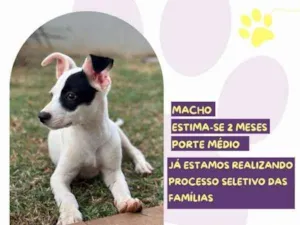 Cachorro raça SRD-ViraLata idade 2 a 6 meses nome Pirata