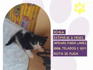 Cachorro raça SRD-ViraLata idade 1 ano nome Vivi