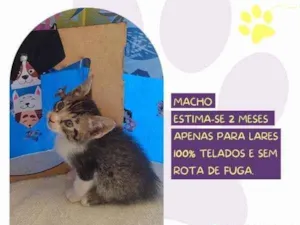 Gato raça SRD-ViraLata idade 2 a 6 meses nome Sanji