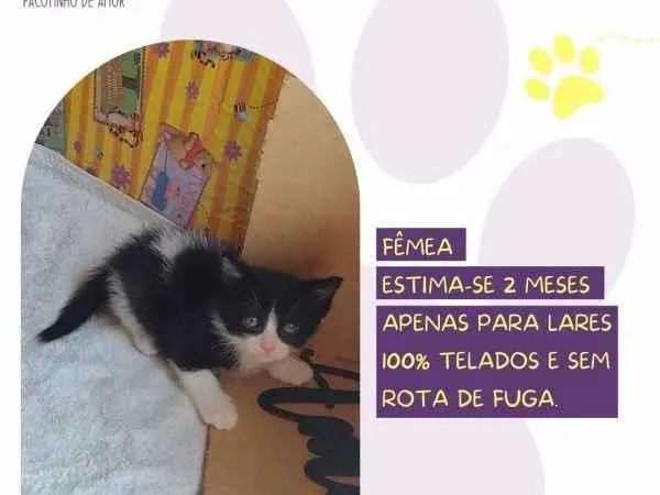 Gato ra a SRD-ViraLata idade 2 a 6 meses nome Vivi