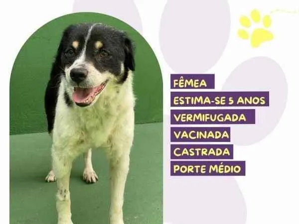 Cachorro ra a SRD-ViraLata idade 1 ano nome Rebeca