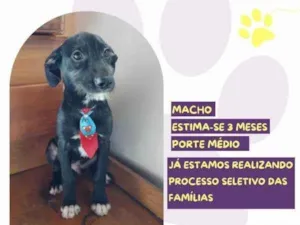 Cachorro raça SRD-ViraLata idade 2 a 6 meses nome Pantera