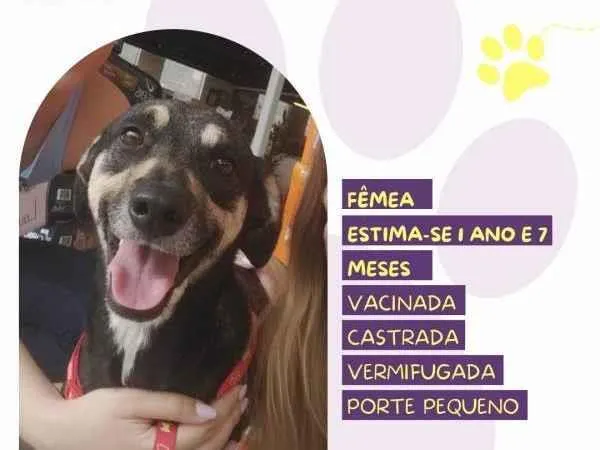Cachorro ra a SRD-ViraLata idade 1 ano nome Nina