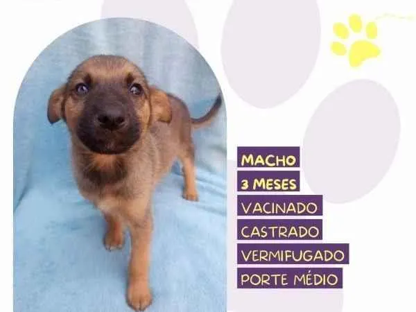 Cachorro ra a SRD-ViraLata idade 2 a 6 meses nome Eddie