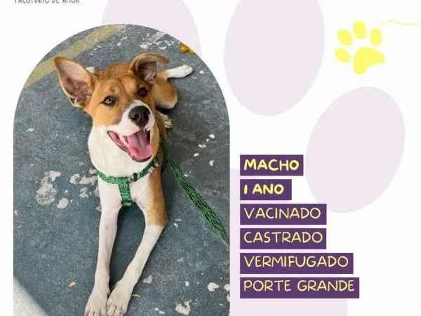 Cachorro ra a SRD-ViraLata idade 1 ano nome Bruce