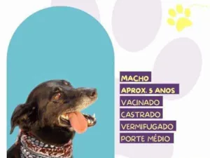 Cachorro raça SRD-ViraLata idade 1 ano nome Zulu