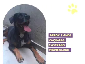 Cachorro raça SRD-ViraLata idade 1 ano nome Gigante Emilio