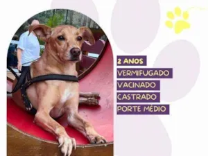 Cachorro raça SRD-ViraLata idade 1 ano nome Start