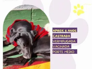 Cachorro raça SRD-ViraLata idade 1 ano nome Tatiane