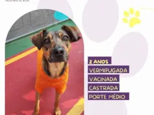 Cachorro raça SRD-ViraLata idade 1 ano nome Maraisa