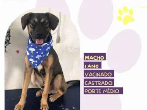 Cachorro raça SRD-ViraLata idade 1 ano nome Duque