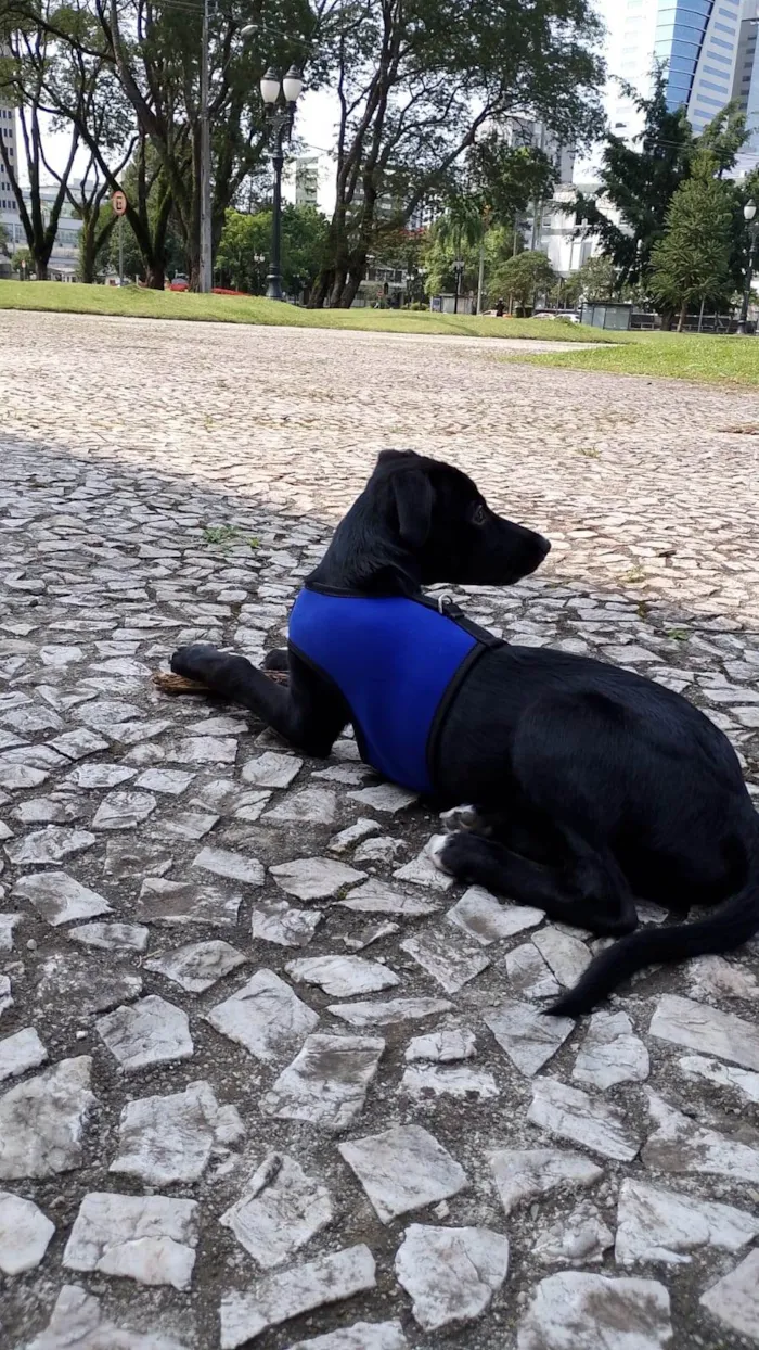 Cachorro ra a SRD-ViraLata idade 2 a 6 meses nome Benedito