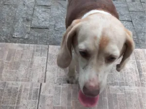 Cachorro raça Beagle idade 3 anos nome Sem nome