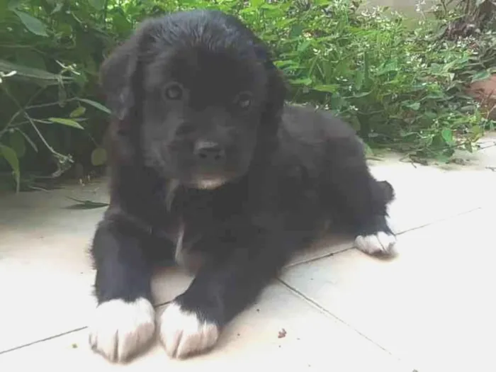 Cachorro ra a SRD-ViraLata idade Abaixo de 2 meses nome Frederica