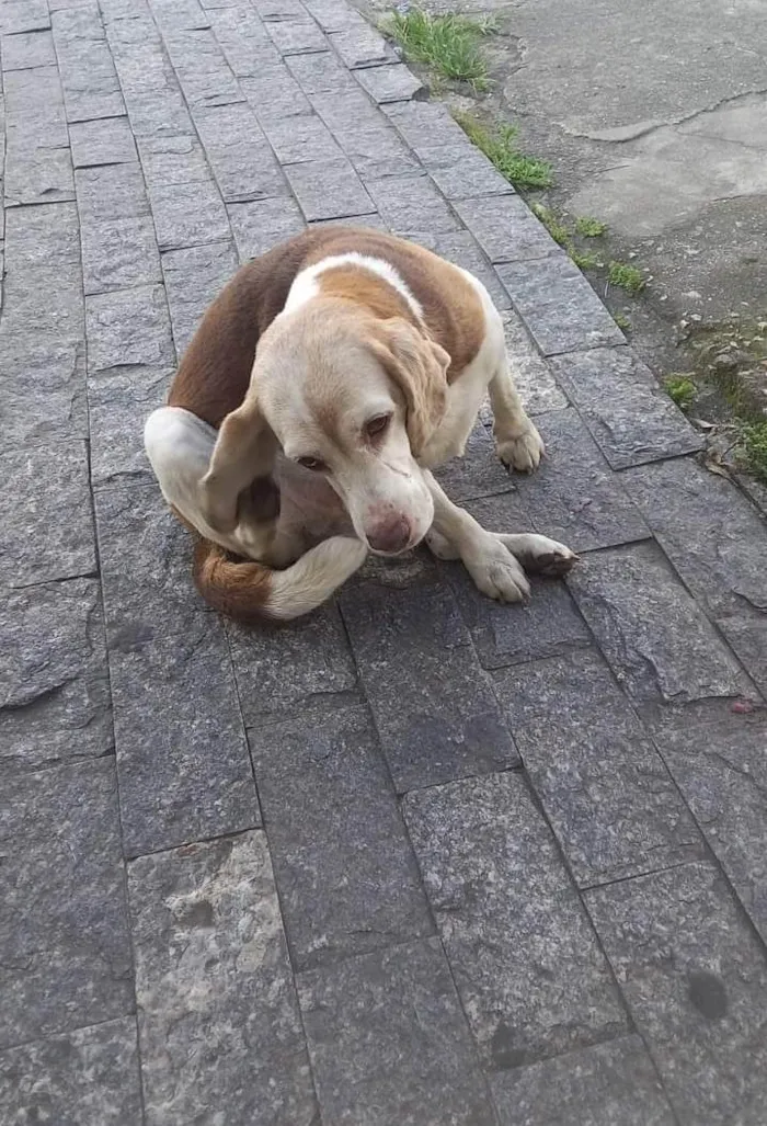 Cachorro ra a Beagle idade 3 anos nome Sem nome