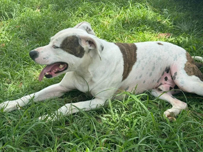 Cachorro ra a Pit-Bull idade 3 anos nome Theo 