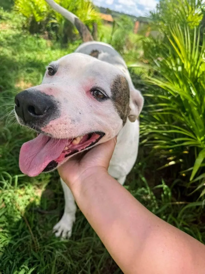 Cachorro ra a Pit-Bull idade 3 anos nome Theo 