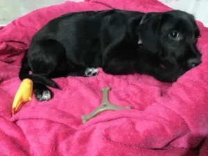 Cachorro raça SRD-ViraLata idade 2 a 6 meses nome Ariel 