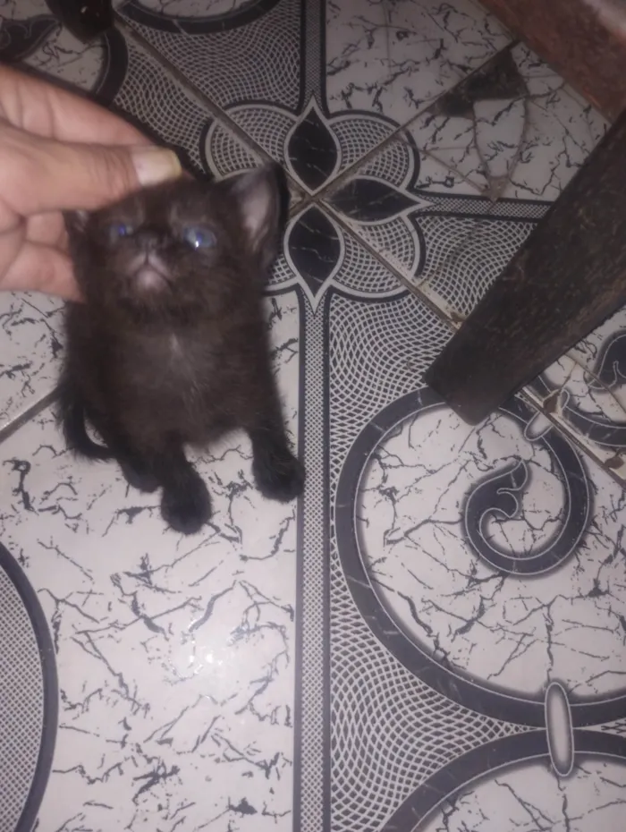 Gato ra a SRD-ViraLata idade Abaixo de 2 meses nome Sem nome 