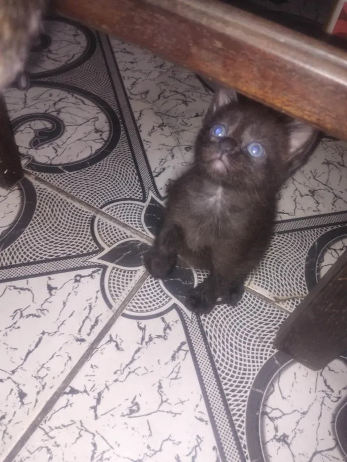 Gato ra a SRD-ViraLata idade Abaixo de 2 meses nome Sem nome 