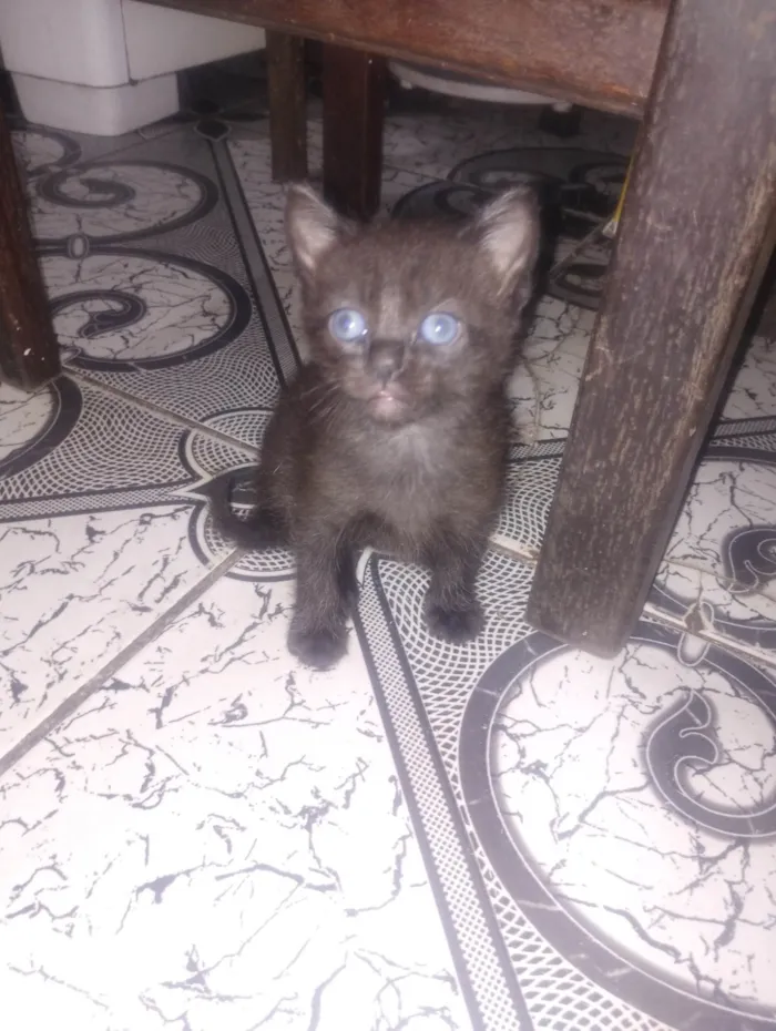 Gato ra a SRD-ViraLata idade Abaixo de 2 meses nome Sem nome 