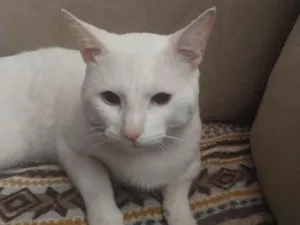 Gato raça Exótico idade 7 a 11 meses nome Walter