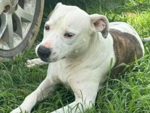 Cachorro raça Pit-Bull idade 3 anos nome Theo 