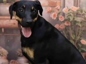 Cachorro raça SRD-ViraLata idade 1 ano nome Luke