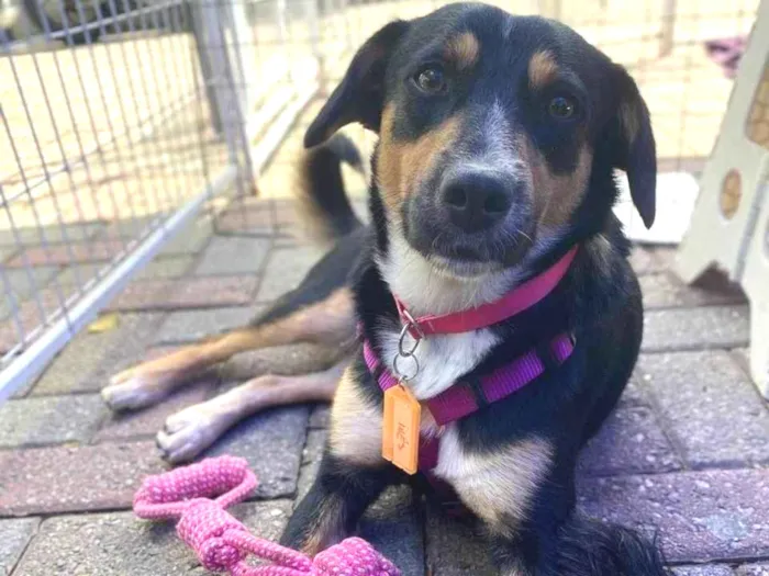 Cachorro ra a SRD-ViraLata idade 2 anos nome Bolinha 