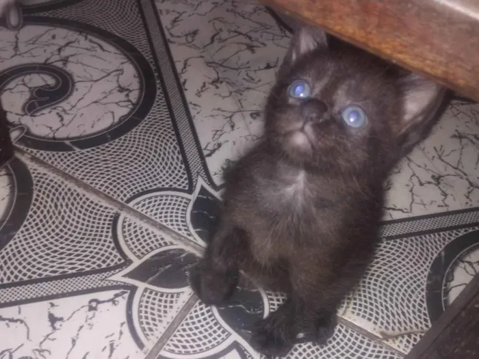 Gato ra a SRD-ViraLata idade Abaixo de 2 meses nome Sem nome 