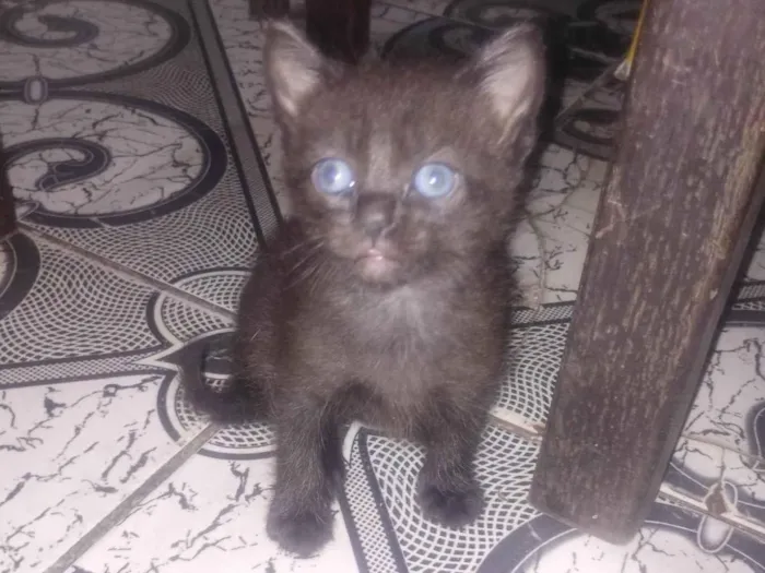 Gato ra a SRD-ViraLata idade Abaixo de 2 meses nome Sem nome 