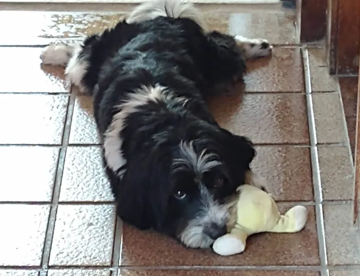 Cachorro ra a SRD-ViraLata idade 6 ou mais anos nome Bob