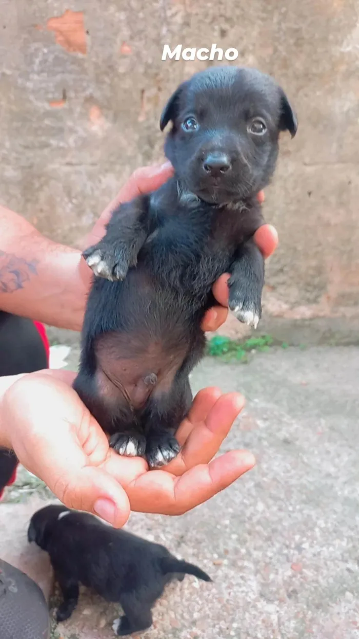 Cachorro ra a SRD-ViraLata idade Abaixo de 2 meses nome Lupita