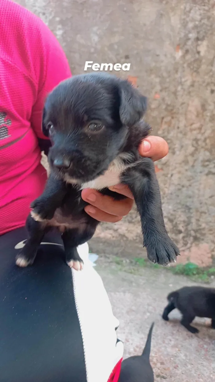 Cachorro ra a SRD-ViraLata idade Abaixo de 2 meses nome Lupita