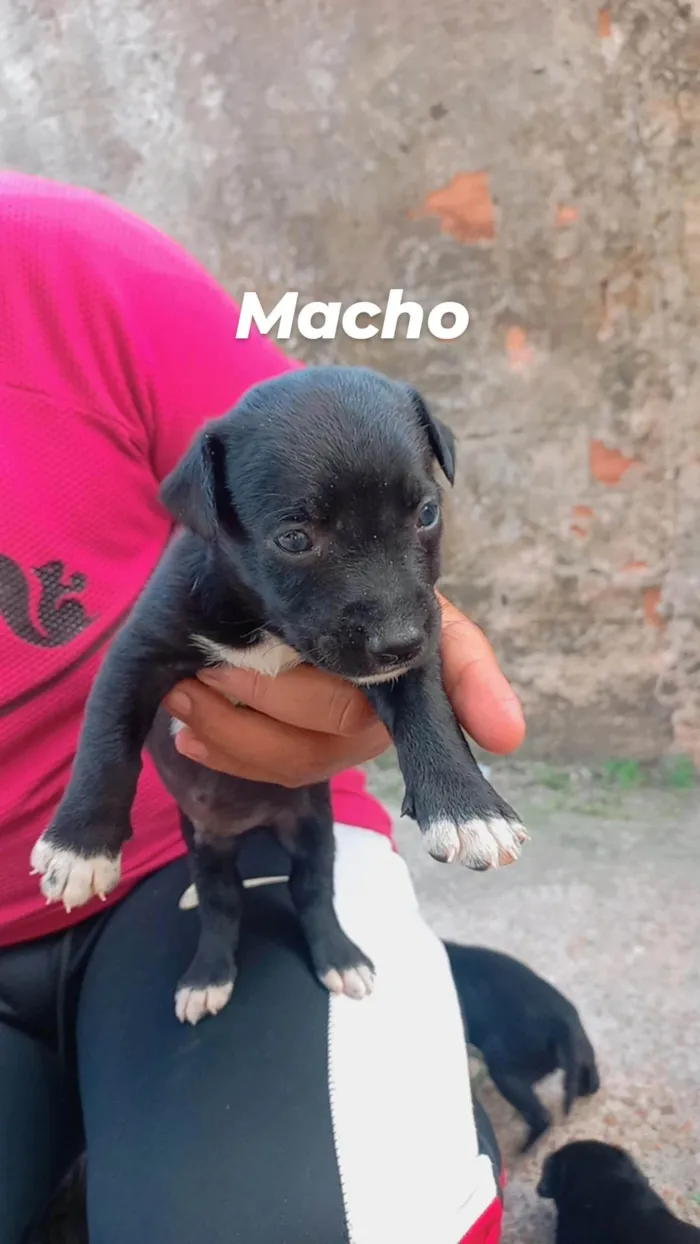 Cachorro ra a SRD-ViraLata idade Abaixo de 2 meses nome Lupita