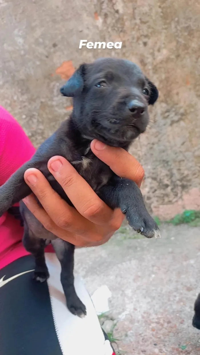 Cachorro ra a SRD-ViraLata idade Abaixo de 2 meses nome Lupita