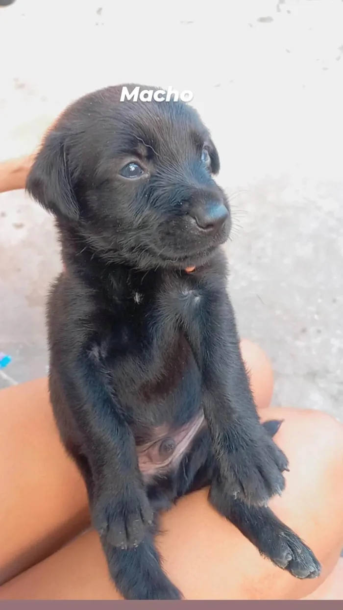 Cachorro ra a SRD-ViraLata idade Abaixo de 2 meses nome Lupita