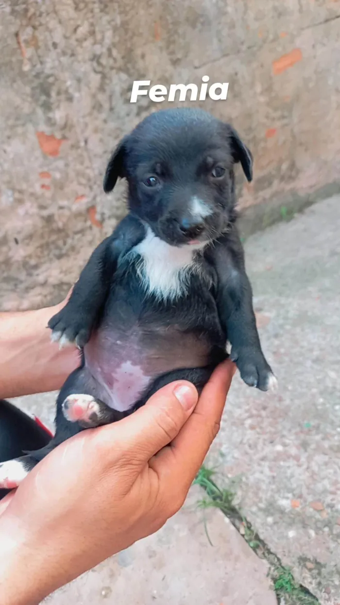 Cachorro ra a SRD-ViraLata idade Abaixo de 2 meses nome Lupita